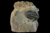 Bubble-Nose Actinopeltis Trilobite - Jbel Ougnate, Morocco #165923-1